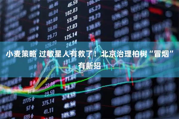 小麦策略 过敏星人有救了！北京治理柏树“冒烟”有新招